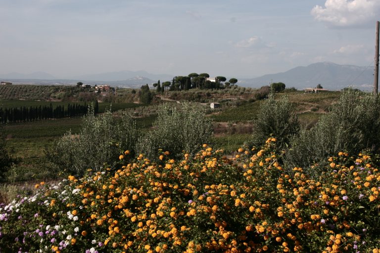 Merumalia, un progetto in grande stile che indica la strada al Frascati  Docg