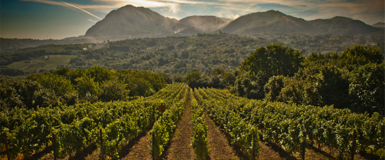 Quattro chiacchiere sui vini italiani: Il Fiano di Avellino