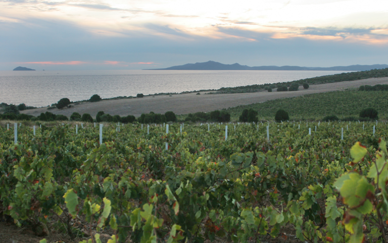 Quattro chiacchiere sui vini Italiani: Il Vermentino della Sardegna