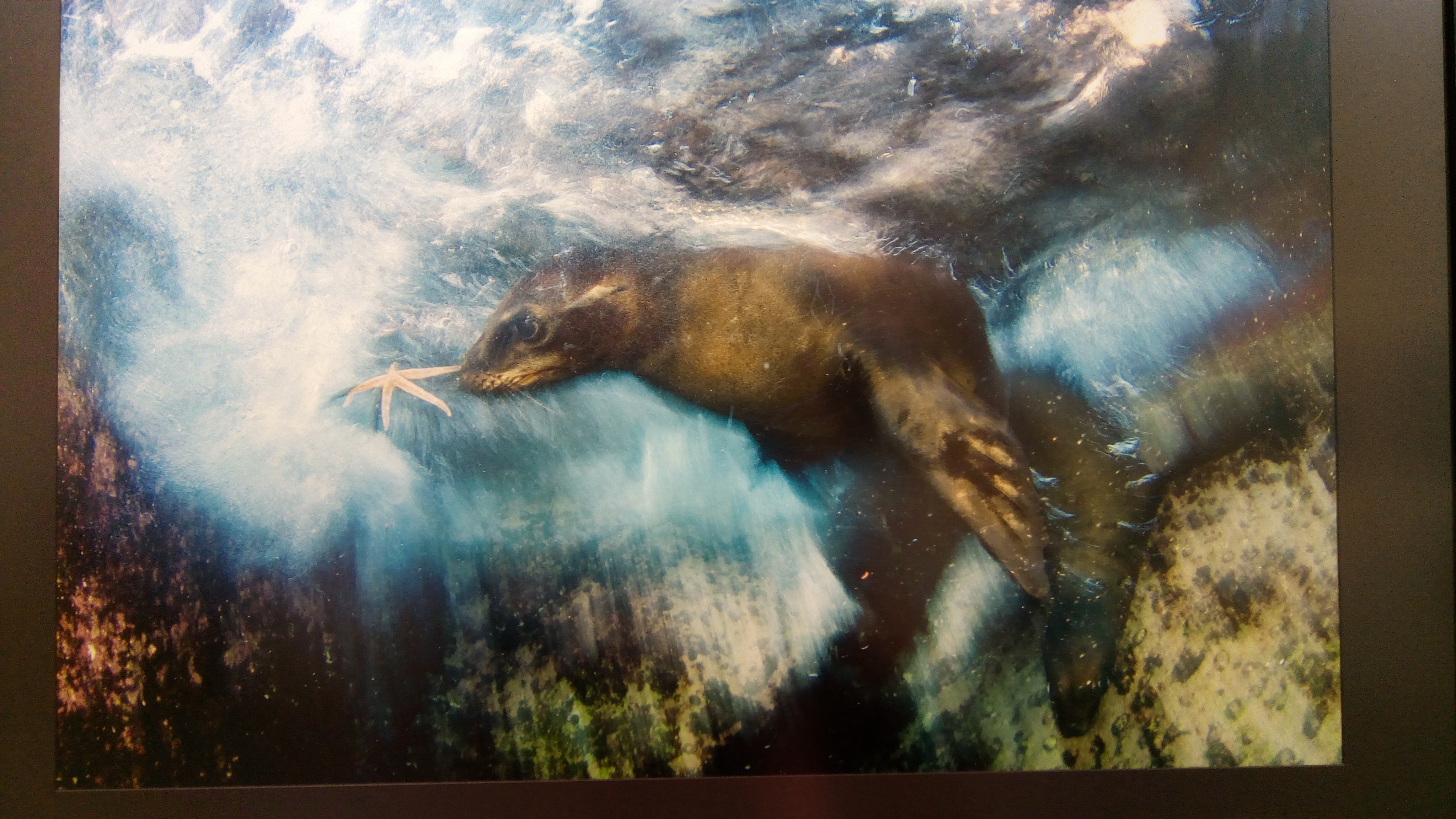 Wildlife Photographer Of The Year 2020 Milano