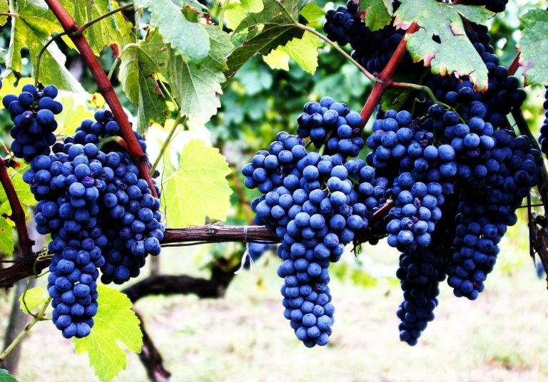 La degustazione del Cesanese: il vino di Roma si presenta a casa sua