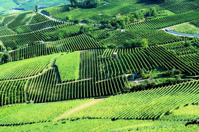 Quatto chiacchiere sui vini Italiani: Il Moscato d’Asti