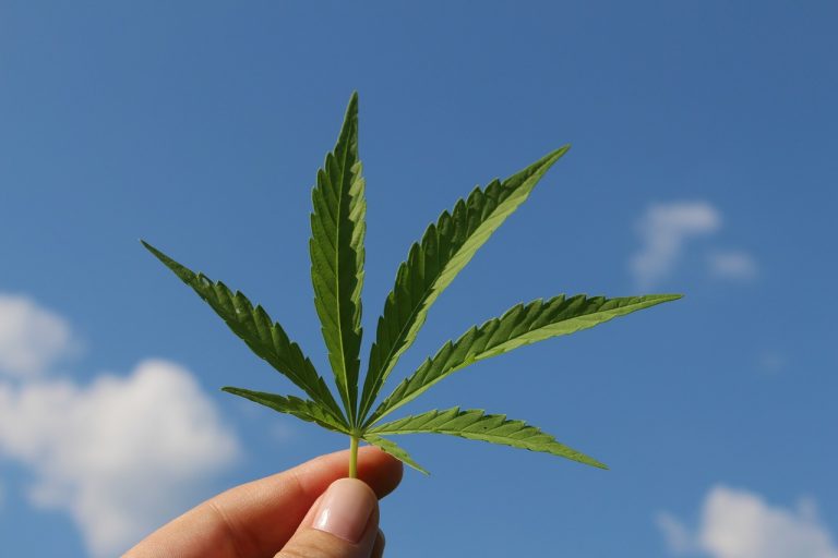 cannabis terapeutica legale italia