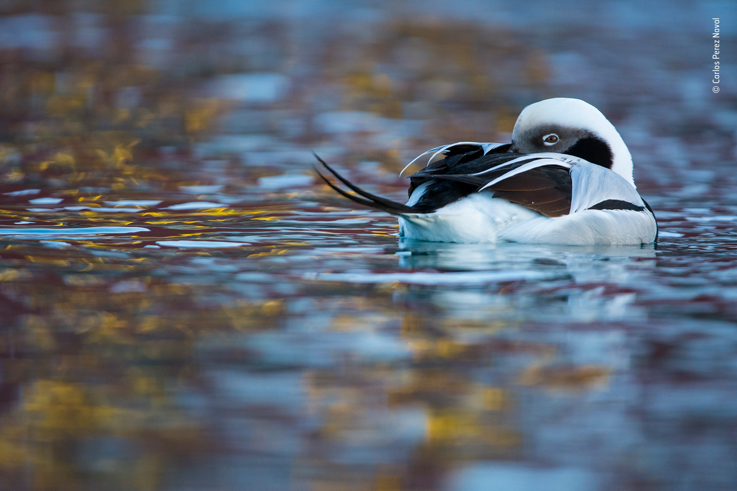 Wildlife Photographer of the Year 2019 torna a Milano
