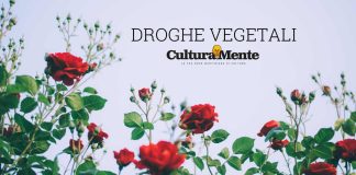 rosa significato e caratteristiche culturali del fiore