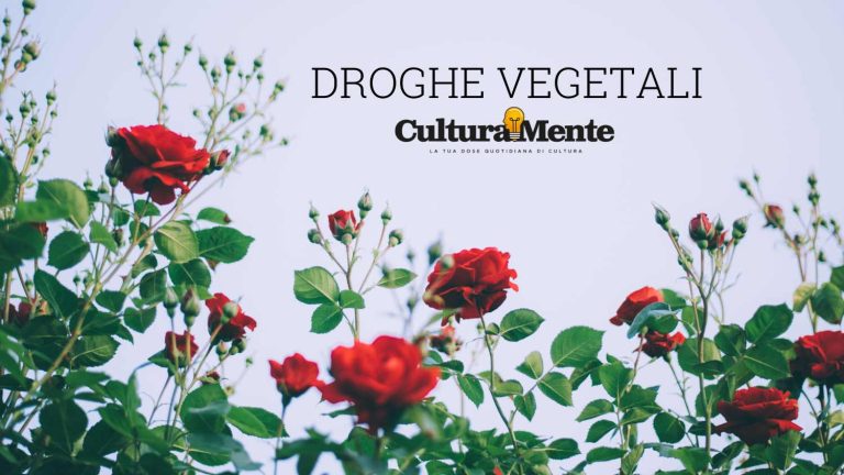 rosa significato e caratteristiche culturali del fiore