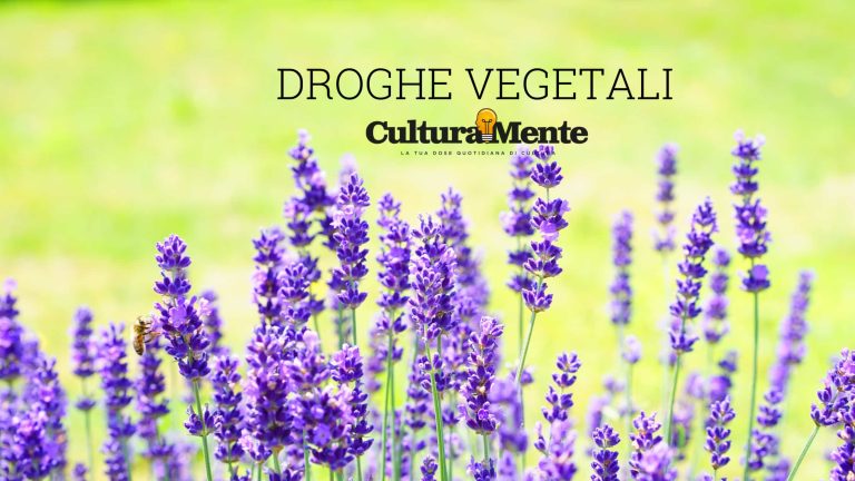 lavanda significato caratteristiche