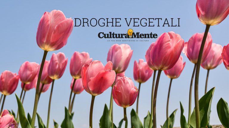 Tulipano significato caratteristiche