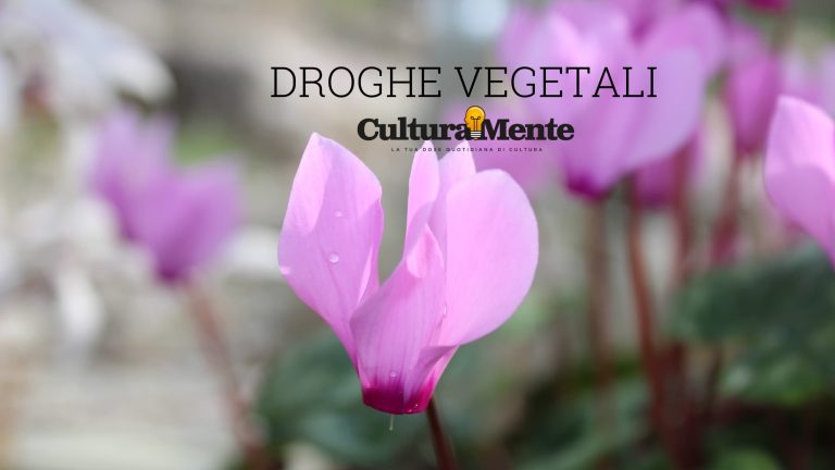 Ciclamino significato e caratteristiche