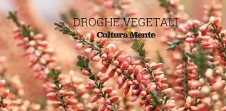 Erica significato e caratteristiche