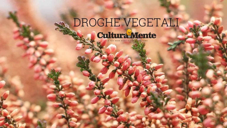 Erica significato e caratteristiche