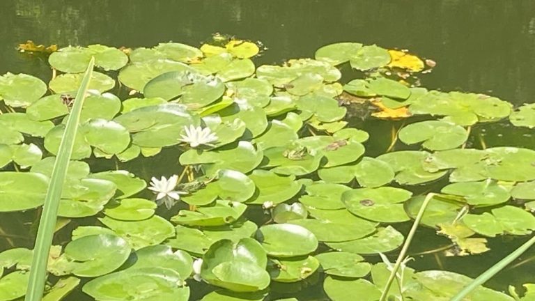 Giardino Botanico Valbonella Forlì Cesena