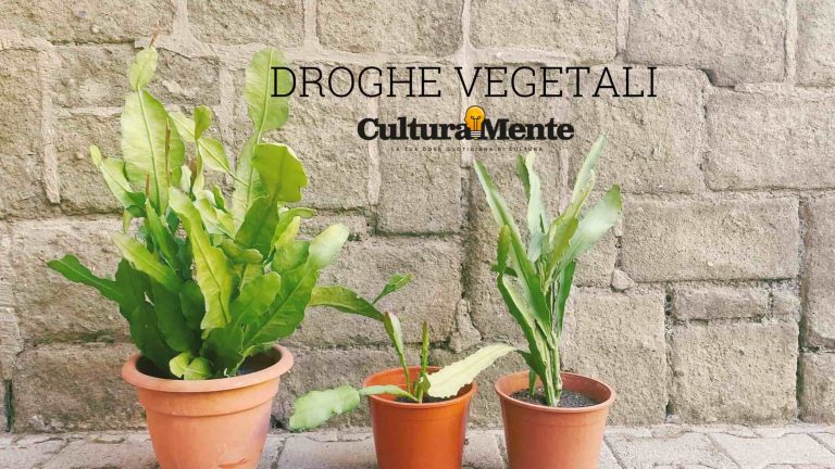 Lingua della suocera epiphyllum significato e caratteristiche