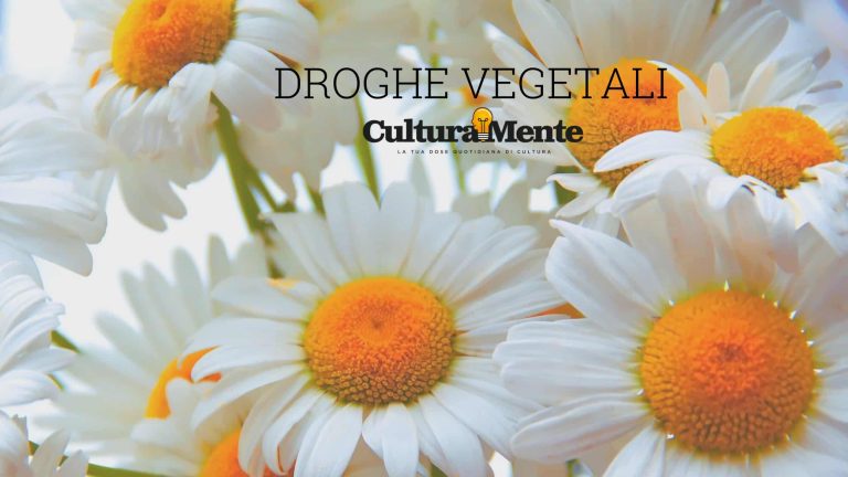 Margerita significato e caratteristiche