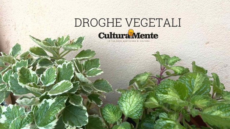 immagine Incenso Plectranthus Significato e caratteristiche